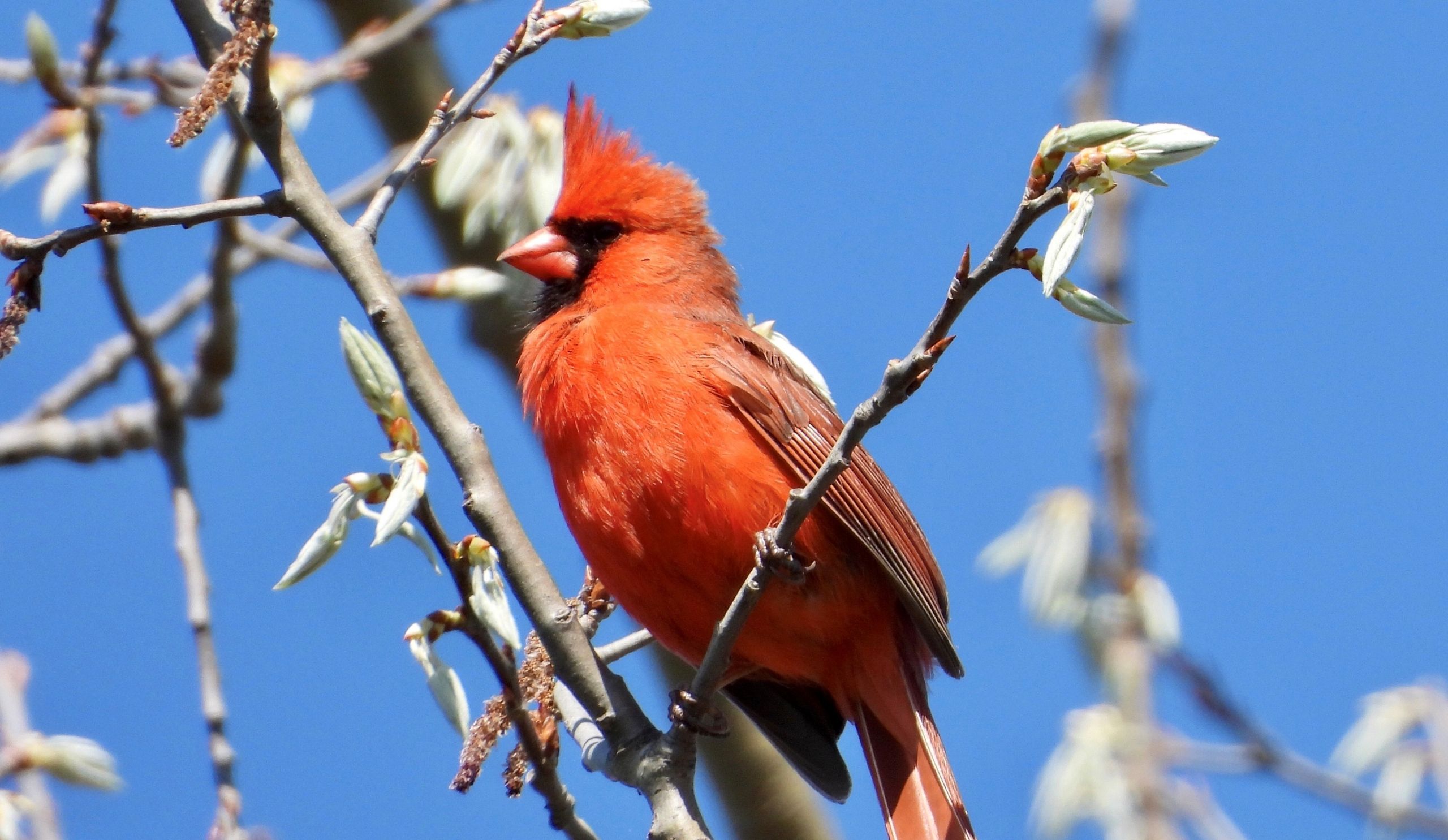 Parc nature cardinal